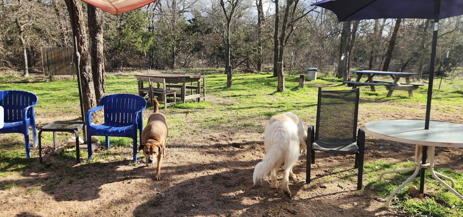 Dog House Drinkery & Dog Park