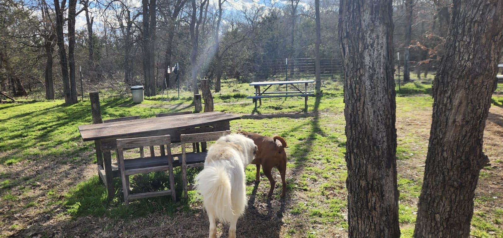 Dog House Drinkery & Dog Park - Photo 2