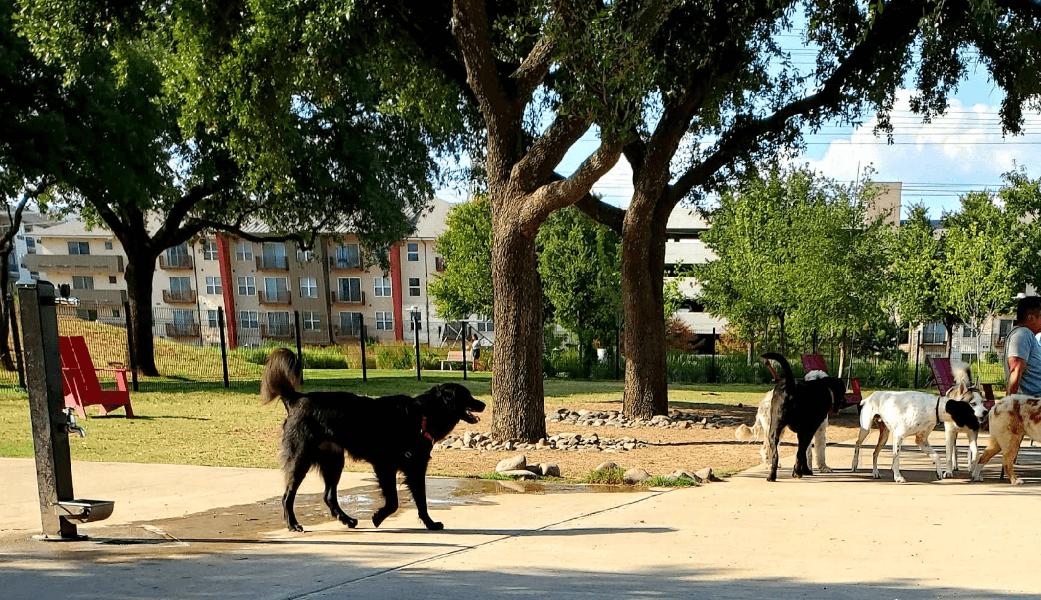 Domain Central Dog Park