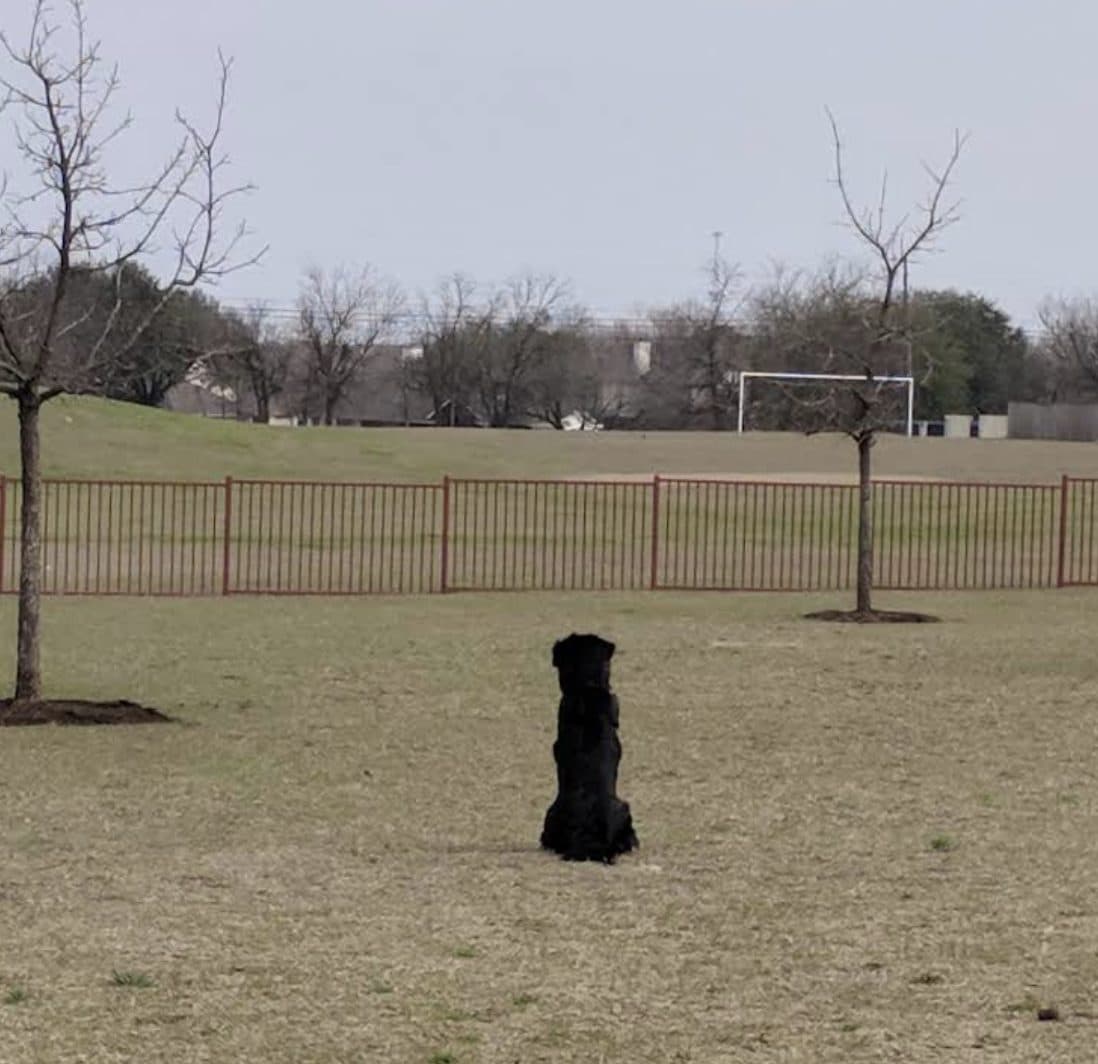 Falcon Pointe Garden and Bark Park - Photo 1