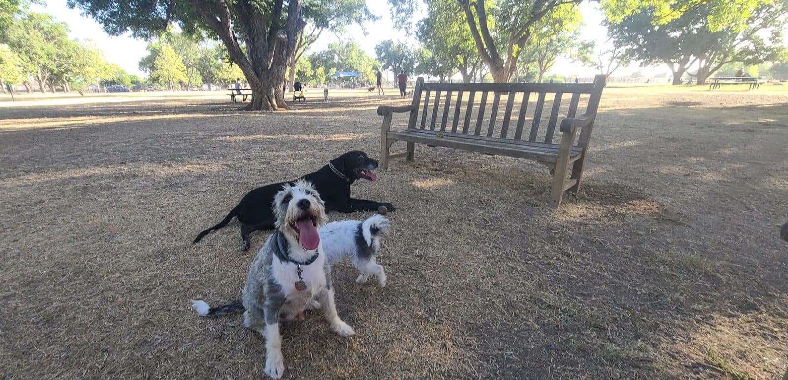 Georgetown Bark Park - Photo 2