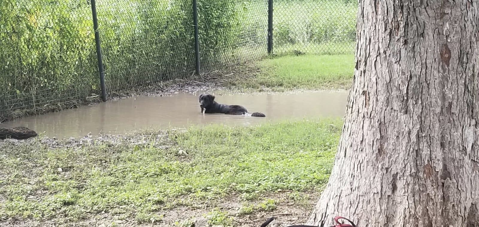Georgetown Bark Park