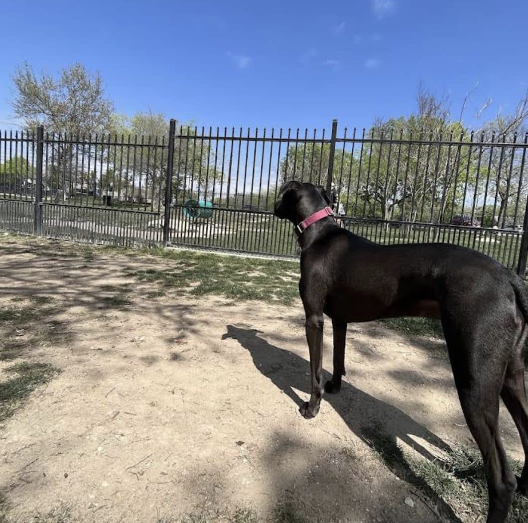 Northtown Dog Park - Photo 2