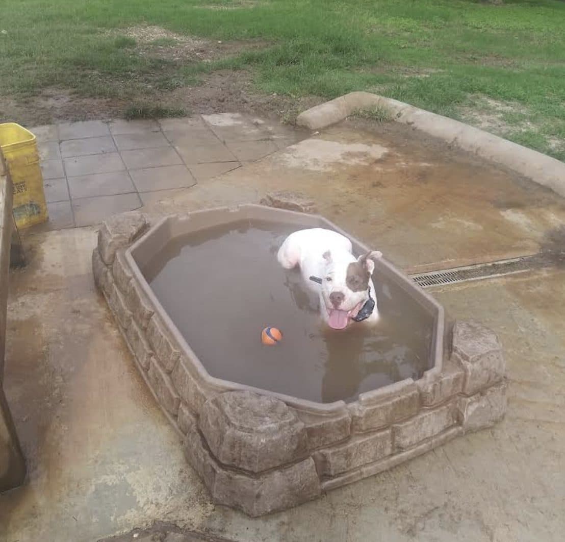 Dog Depot Dog Park - Photo 2
